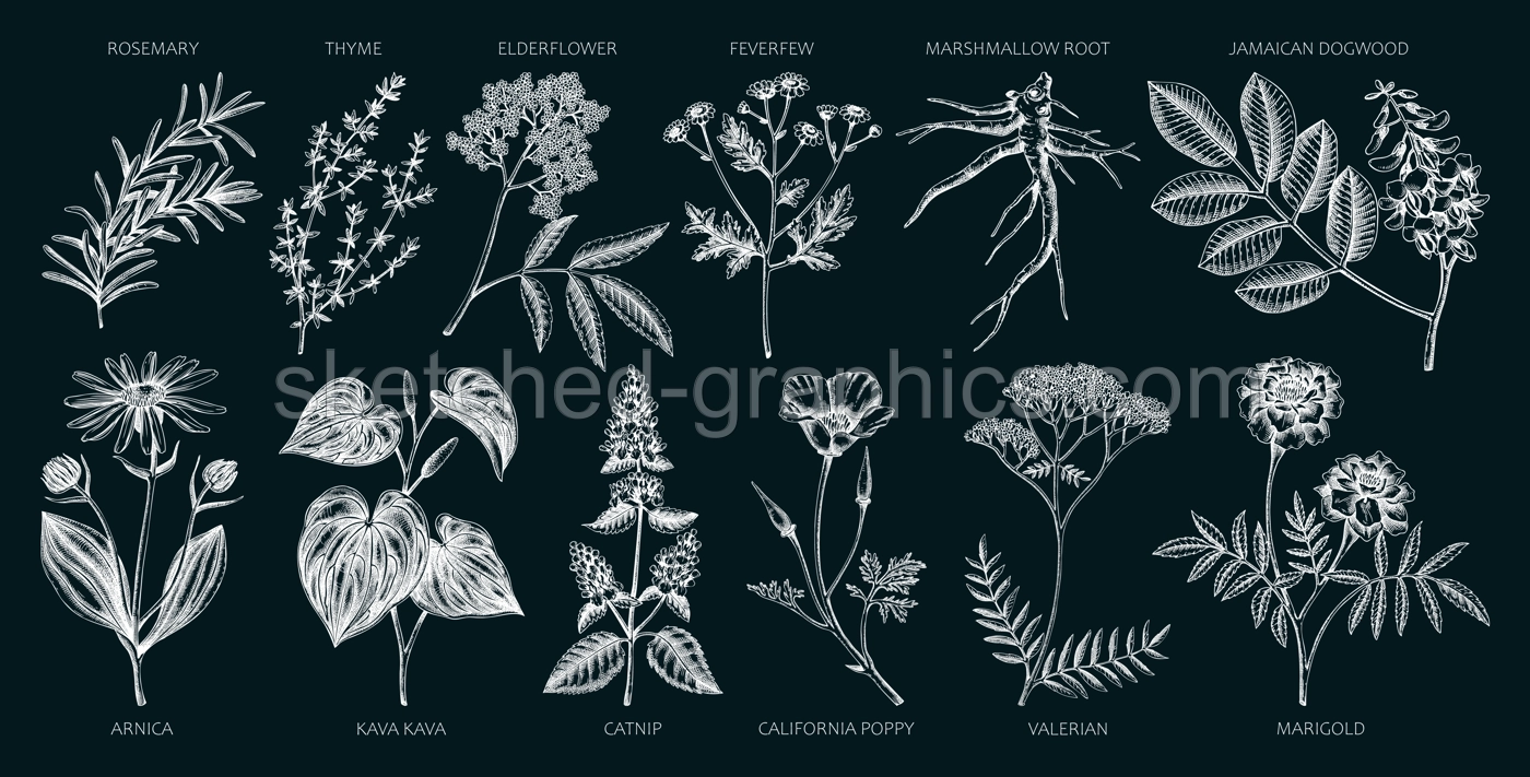 Apothecary plants collection. Medicinal herbs and healing plants sketches on chalkboard. Herbal remedies,natural medicine hand-drawn vector illustration. NOT AI genereted Illustration
